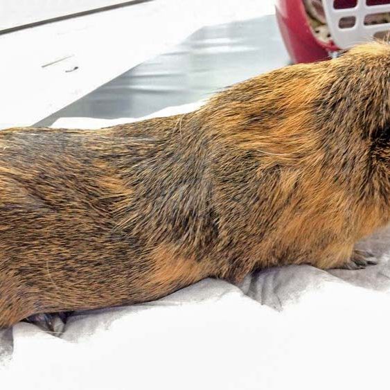 Meerschweinchenbock Hugo   / © 2017 Arche KaNaum (NH) Meerschweinchenbock Hugo / © 2017 Arche KaNaum (NH)