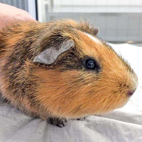 Meerschweinchenbock Hugo   / © 2017 Arche KaNaum (NH) Meerschweinchenbock Hugo / © 2017 Arche KaNaum (NH)