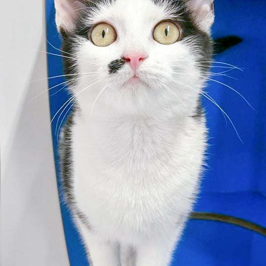 Kätzin Lilo / © 2017 Arche KaNaum (OS)