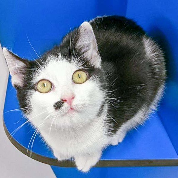 Kätzin Lilo / © 2017 Arche KaNaum (OS)