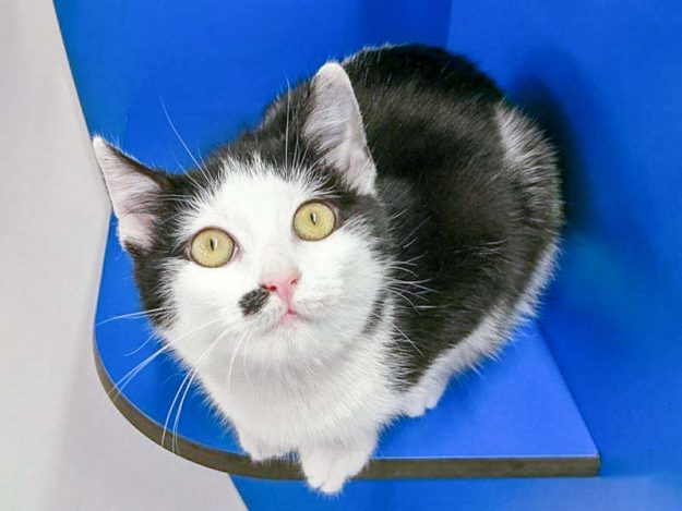 Kätzin Lilo / © 2017 Arche KaNaum (OS)