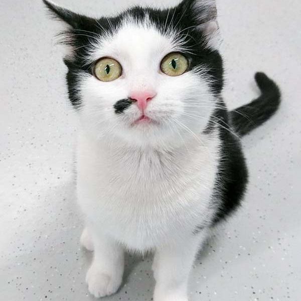 Kätzin Lilo / © 2017 Arche KaNaum (OS)