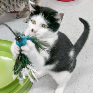 Kätzin Lilo / © 2017 Arche KaNaum (OS)