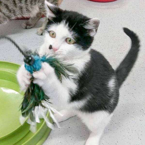 Kätzin Lilo / © 2017 Arche KaNaum (OS)