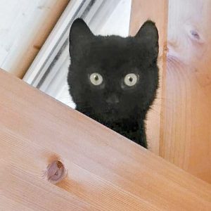 Kater Lutz / © 2017 Arche KaNaum (OS)