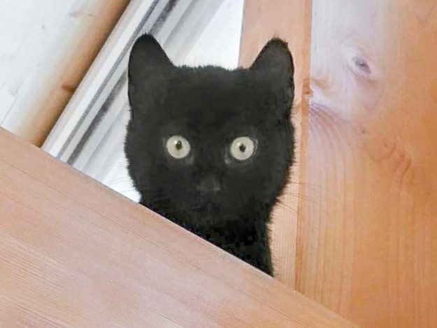 Kater Lutz / © 2017 Arche KaNaum (OS)