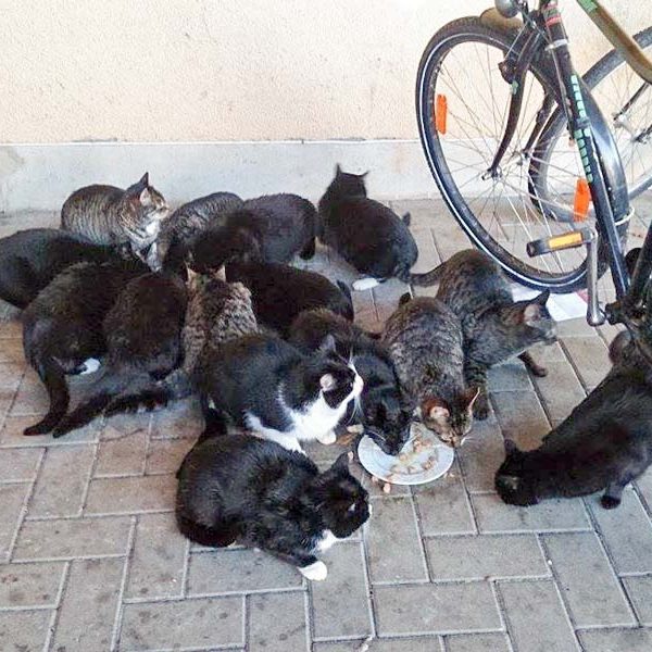 Erste Bestandsaufnahme für die Katzen-Aktion in Lotte / © 2017 Streunerhilfe Ni-No e.V. Erste Bestandsaufnahme für die Katzen-Aktion in Lotte / © 2017 Streunerhilfe Ni-No e.V.