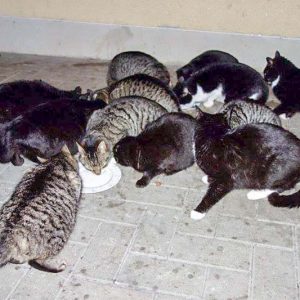 Erste Bestandsaufnahme für die Katzen-Aktion in Lotte / © 2017 Streunerhilfe Ni-No e.V. Erste Bestandsaufnahme für die Katzen-Aktion in Lotte / © 2017 Streunerhilfe Ni-No e.V.