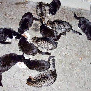 Erste Bestandsaufnahme für die Katzen-Aktion in Lotte / © 2017 Streunerhilfe Ni-No e.V. Erste Bestandsaufnahme für die Katzen-Aktion in Lotte / © 2017 Streunerhilfe Ni-No e.V.