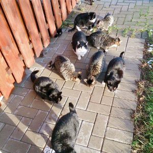 Erste Bestandsaufnahme für die Katzen-Aktion in Lotte / © 2017 Streunerhilfe Ni-No e.V. Erste Bestandsaufnahme für die Katzen-Aktion in Lotte / © 2017 Streunerhilfe Ni-No e.V.