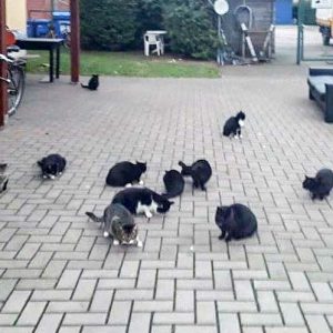 Erste Bestandsaufnahme für die Katzen-Aktion in Lotte / © 2017 Streunerhilfe Ni-No e.V. Erste Bestandsaufnahme für die Katzen-Aktion in Lotte / © 2017 Streunerhilfe Ni-No e.V.