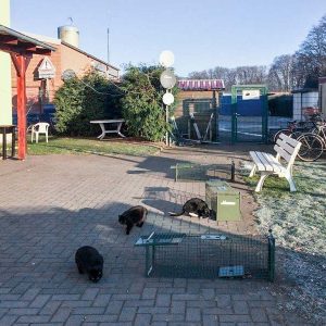 Katzen-Aktion in Lotte: Die Tiere begutachten neugierig die bereitgestellten Fallen / © 2017 Arche KaNaum (DN) Katzen-Aktion in Lotte: Die Tiere begutachten neugierig die bereitgestellten Fallen / © 2017 Arche KaNaum (DN)