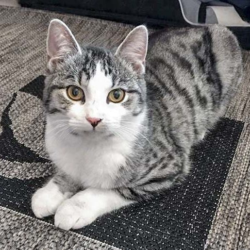 Grau-weißer Fundkater aus Volkmarsen / © 2017 Privat