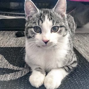 Grau-weißer Fundkater aus Volkmarsen  /  © 2017 Privat