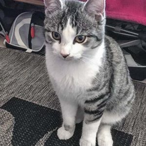 Grau-weißer Fundkater aus Volkmarsen / © 2017 Privat