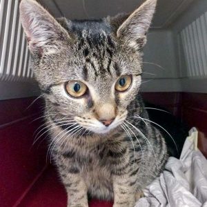 Streunerkatze Nr. 1 aus Lotte (Luli) – weiblich, ca. 5 Monate / © 2017 Arche KaNaum (DN) Streunerkatze Nr. 1 aus Lotte (Luli) - weiblich, ca. 5 Monate / © 2017 Arche KaNaum (DN)