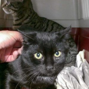 Streunerkatze Nr. 2 aus Lotte (Ali) – männlich, ca. 5 Monate / © 2017 Arche KaNaum (DN) Streunerkatze Nr. 2 aus Lotte (Ali) - männlich, ca. 5 Monate / © 2017 Arche KaNaum (DN)