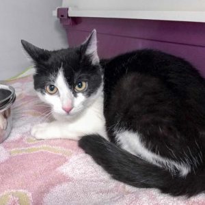 Streunerkatze Nr. 4 aus Lotte (Leyla) – weiblich, ca. 5 Monate / © 2017 Arche KaNaum (DN) Streunerkatze Nr. 4 aus Lotte (Leyla) - weiblich, ca. 5 Monate / © 2017 Arche KaNaum (DN)