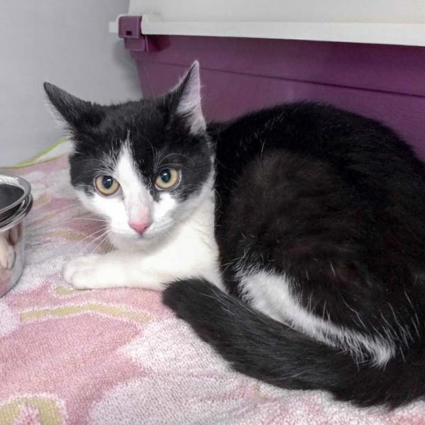 Streunerkatze Nr. 4 aus Lotte (Leyla) - weiblich, ca. 5 Monate / © 2017 Arche KaNaum (DN)