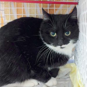 Streunerkatze Nr. 5 aus Lotte – weiblich, ca. 1 Jahr / © 2017 Arche KaNaum (DN) Streunerkatze Nr. 5 aus Lotte - weiblich, ca. 1 Jahr / © 2017 Arche KaNaum (DN)