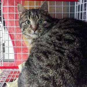 Streunerkatze Nr. 6 aus Lotte – weiblich, ca. 1-2 Jahre / © 2017 Arche KaNaum (DN) Streunerkatze Nr. 6 aus Lotte - weiblich, ca. 1-2 Jahre / © 2017 Arche KaNaum (DN)