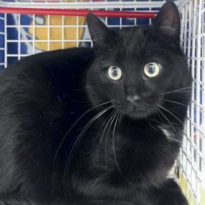 Streunerkatze Nr. 7 aus Lotte – männlich, ca. 1 Jahr / © 2017 Arche KaNaum (DN) Streunerkatze Nr. 7 aus Lotte - männlich, ca. 1 Jahr / © 2017 Arche KaNaum (DN)