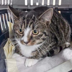 Streunerkatze Nr. 8 aus Lotte – weiblich, ca. 1 Jahr / © 2017 Arche KaNaum (DN) Streunerkatze Nr. 8 aus Lotte - weiblich, ca. 1 Jahr / © 2017 Arche KaNaum (DN)