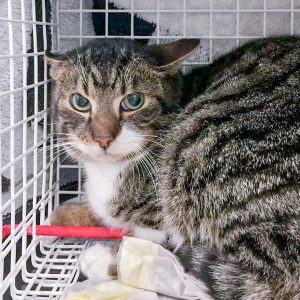 Streunerkatze Nr. 9 aus Lotte – männlich, ca. 1 Jahr / © 2017 Arche KaNaum (DN) Streunerkatze Nr. 9 aus Lotte - männlich, ca. 1 Jahr / © 2017 Arche KaNaum (DN)