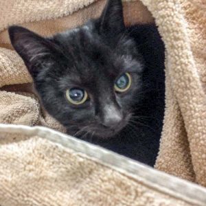 Streunerkatze Nr. 10 aus Lotte (Amira) – weiblich, ca. 1 Jahr / © 2017 Arche KaNaum (DN) Streunerkatze Nr. 10 aus Lotte (Amira) - weiblich, ca. 1 Jahr / © 2017 Arche KaNaum (DN)