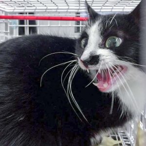 Streunerkatze Nr. 11 aus Lotte (Jada) – weiblich, ca. 1 Jahr / © 2017 Arche KaNaum (DN) Streunerkatze Nr. 11 aus Lotte (Jada) - weiblich, ca. 1 Jahr / © 2017 Arche KaNaum (DN)