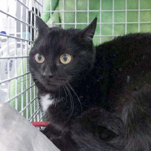 Streunerkatze Nr. 12 aus Lotte (Sibel) – weiblich, ca. 1 Jahr / © 2017 Arche KaNaum (DN) Streunerkatze Nr. 12 aus Lotte (Sibel) - weiblich, ca. 1 Jahr / © 2017 Arche KaNaum (DN)