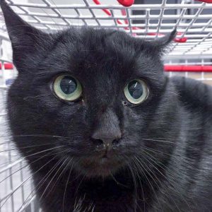 Streunerkatze Nr. 16 aus Lotte – männlich, ca. 1 Jahr / © 2017 Arche KaNaum (DN) Streunerkatze Nr. 16 aus Lotte - männlich, ca. 1 Jahr / © 2017 Arche KaNaum (DN)