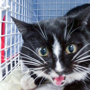 Streunerkatze Nr. 17 aus Lotte (Esra) – männlich, ca. 1 Jahr / © 2017 Arche KaNaum (DN) Streunerkatze Nr. 17 aus Lotte (Esra) - männlich, ca. 1 Jahr / © 2017 Arche KaNaum (DN)