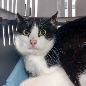 Streunerkatze Nr. 18 aus Lotte (Tarek) – männlich, ca. 1-2 Jahre / © 2017 Arche KaNaum (DN) Streunerkatze Nr. 18 aus Lotte (Tarek) - männlich, ca. 1-2 Jahre / © 2017 Arche KaNaum (DN)