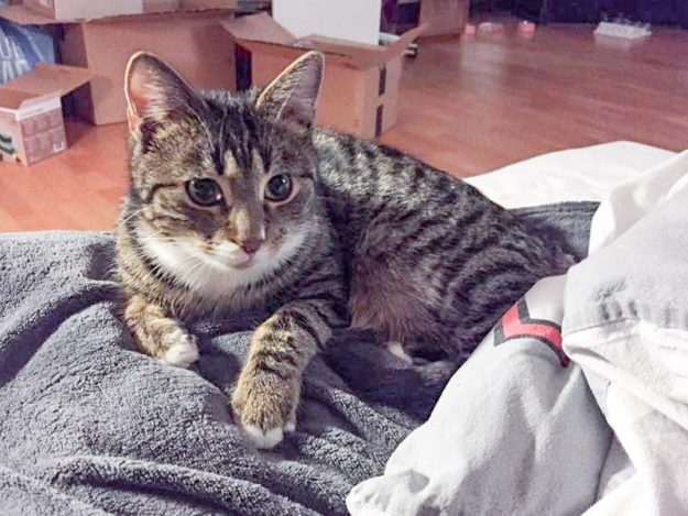 Kater Ole im neuen Zuhause / © 24.01.'17 Privat