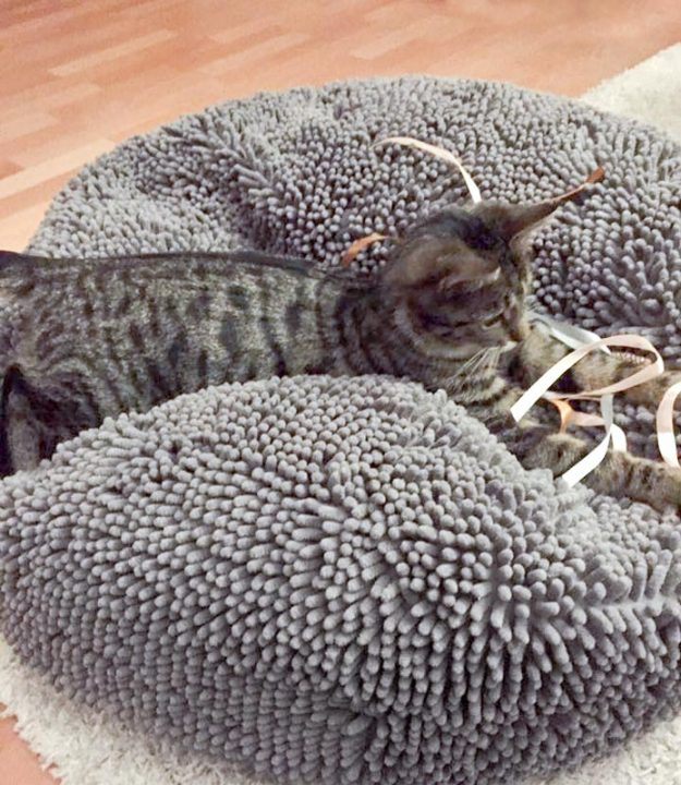 Kater Ole im neuen Zuhause / © 24.01.'17 Privat