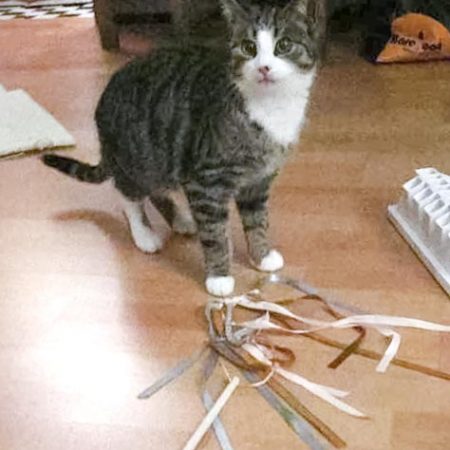 Kater Rüdi im neuen Zuhause / © 24.01.'17 Privat