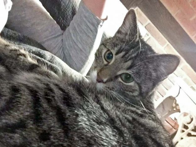 Kater Ole im neuen Zuhause / © 24.01.'17 Privat