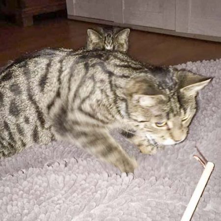Kater Ole im neuen Zuhause / © 24.01.'17 Privat