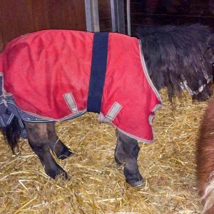 Shetty Moritz nach seiner Schur mit Kuscheldecke / © 2017 Arche KaNaum (DN) Shetty Moritz nach seiner Schur mit Kuscheldecke / © 2017 Arche KaNaum (DN)