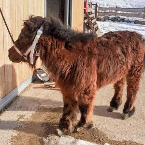 Shetty Moritz bei seiner Ankunft / © 2017 Arche KaNaum (DN) Shetty Moritz bei seiner Ankunft / © 2017 Arche KaNaum (DN)