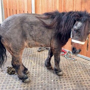 Shetty Moritz nach seiner Schur / © 2017 Arche KaNaum (DN) Shetty Moritz nach seiner Schur / © 2017 Arche KaNaum (DN)