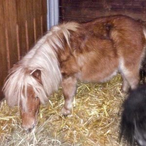 Shetty Finja bei ihrer Ankunft / © 2017 Arche KaNaum (DN) Shetty Finja bei ihrer Ankunft / © 2017 Arche KaNaum (DN)