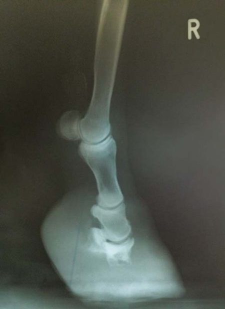 Eines der Röntgenbilder von Shetty Moritz / © 2017 Arche KaNaum (DN)