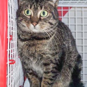 Streunerkätzin Elenor aus Lotte / © 2017 Arche KaNaum (DN) Streunerkätzin Elenor aus Lotte / © 2017 Arche KaNaum (DN)