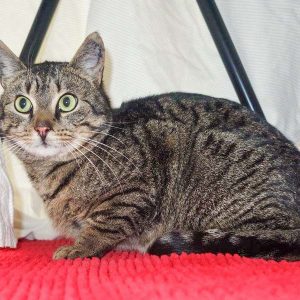 Streunerkater Fiete aus Lotte / © 2017 Arche KaNaum (DN) Streunerkater Fiete aus Lotte / © 2017 Arche KaNaum (DN)