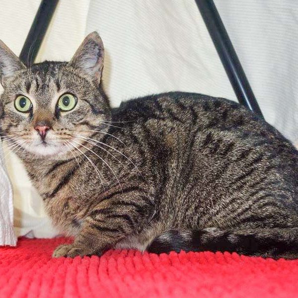 Streunerkater Fiete aus Lotte  / © 2017 Arche KaNaum (DN) Streunerkater Fiete aus Lotte / © 2017 Arche KaNaum (DN)