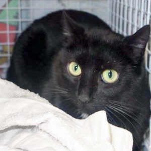 Streunerkätzin Linea aus Lotte / © 2017 Arche KaNaum (DN) Streunerkätzin Linea aus Lotte / © 2017 Arche KaNaum (DN)