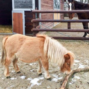 Shetty Finja / © 2017 Arche KaNaum (DN) Shetty Finja / © 2017 Arche KaNaum (DN)