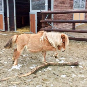 Shetty Finja / © 2017 Arche KaNaum (DN) Shetty Finja / © 2017 Arche KaNaum (DN)